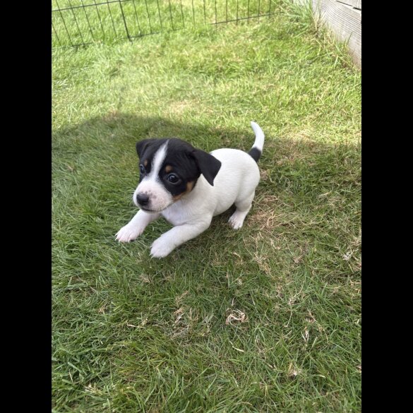 Jack Russell - Both