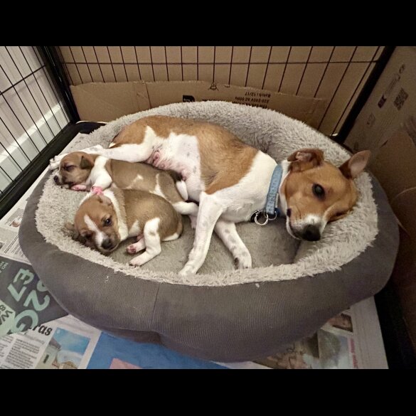 Jack Russell - Both