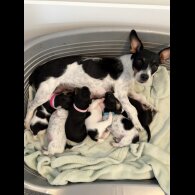 Jack Russell - Both