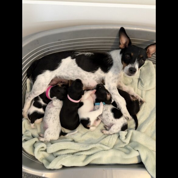 Jack Russell - Both