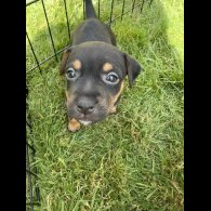 Jack Russell - Both