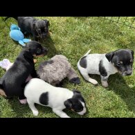 Jack Russell - Both