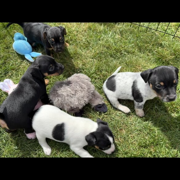 Jack Russell - Both