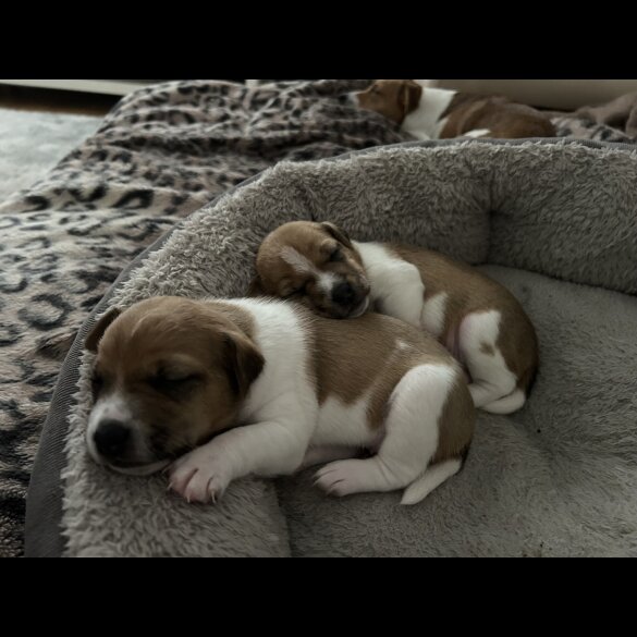 Jack Russell - Both
