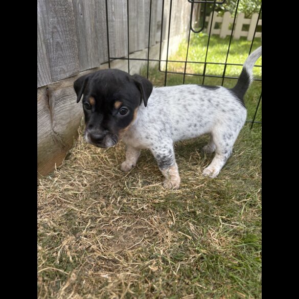 Jack Russell - Both