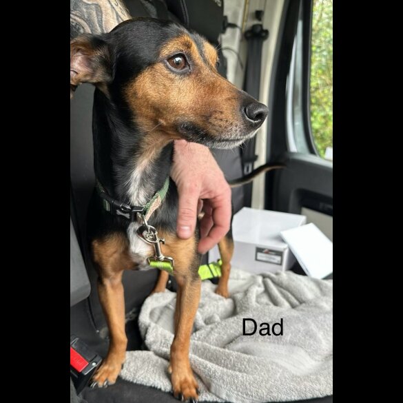 Jack Russell - Both