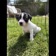 Jack Russell - Both