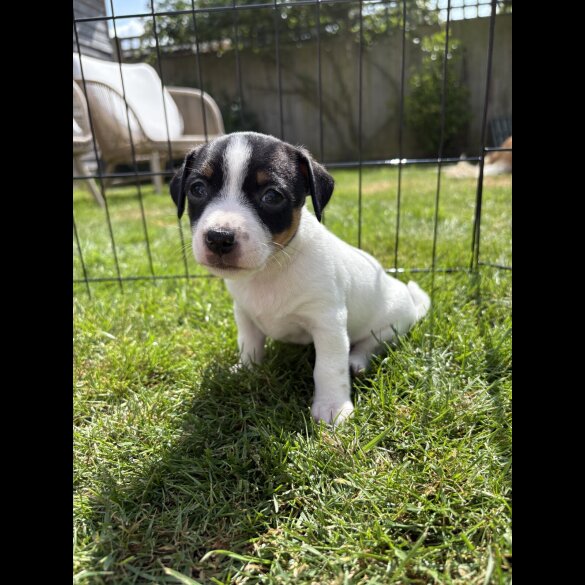 Jack Russell - Both