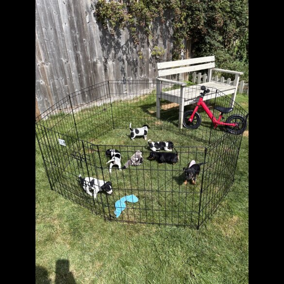 Jack Russell - Both