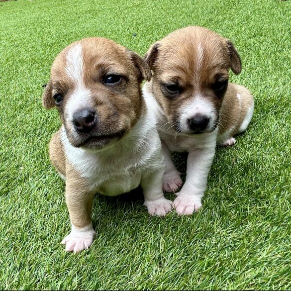 Jack Russell - Both