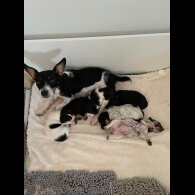 Jack Russell - Both
