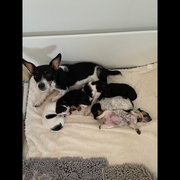 Jack Russell - Both