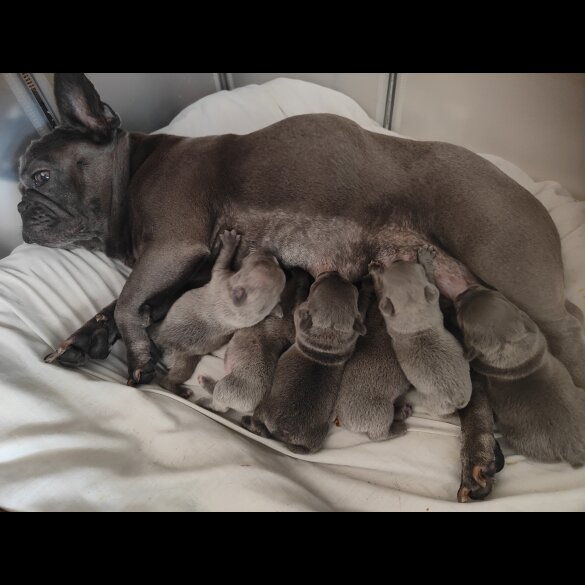 French Bulldog - Both