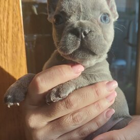 French Bulldog - Both