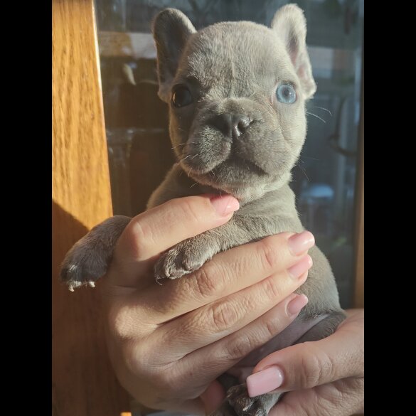 French Bulldog - Both