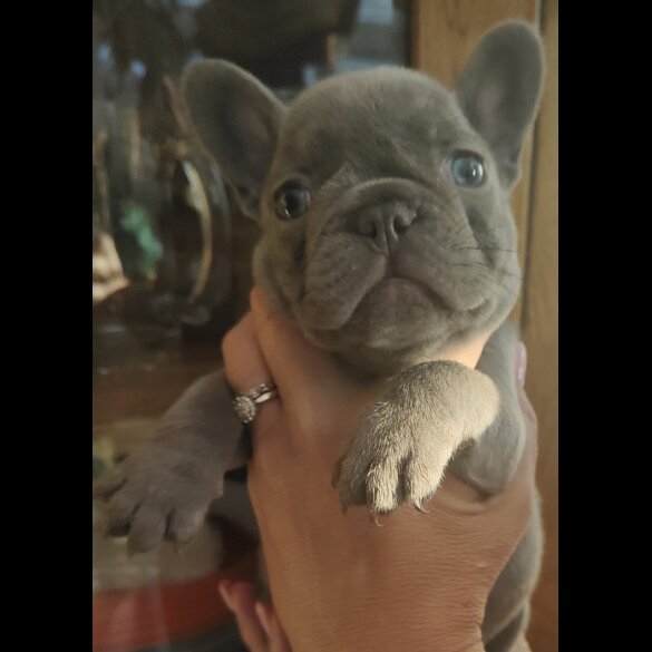 French Bulldog - Both