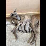 Whippet - Both