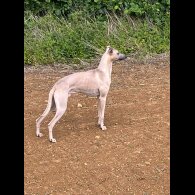 Whippet - Both