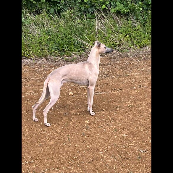 Whippet - Both