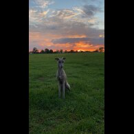 Whippet - Both