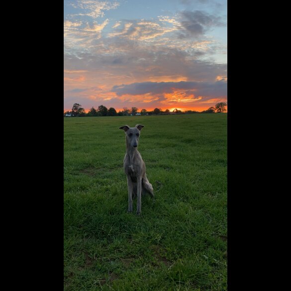 Whippet - Both