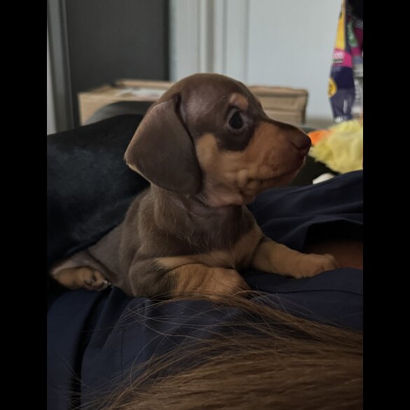 Dachshund (Standard &amp; Miniature) - Both