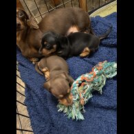 Dachshund (Standard &amp; Miniature) - Both