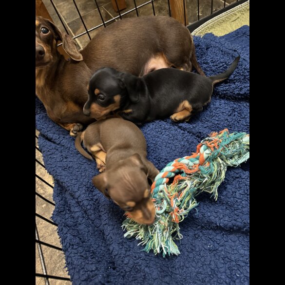 Dachshund (Standard &amp; Miniature) - Both