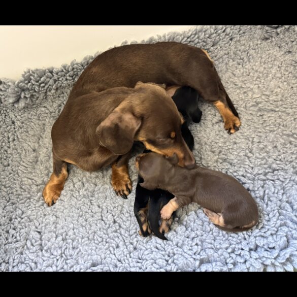 Dachshund (Standard &amp; Miniature) - Both