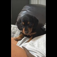 Dachshund (Standard &amp; Miniature) - Both