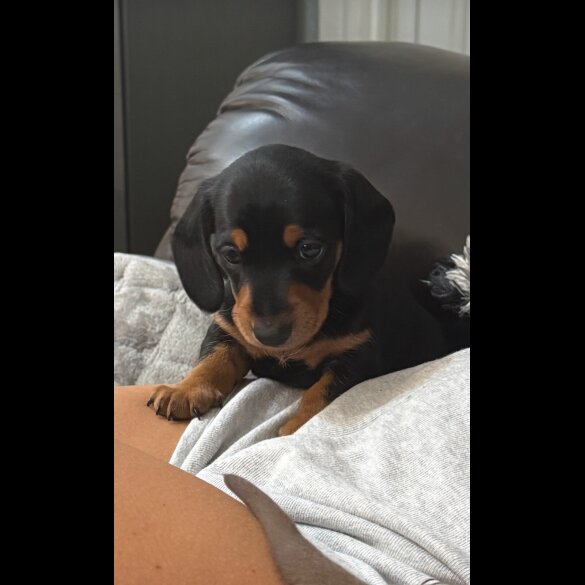 Dachshund (Standard &amp; Miniature) - Both