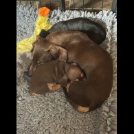 Dachshund (Standard &amp; Miniature) - Both