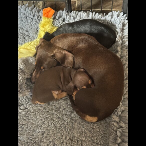 Dachshund (Standard &amp; Miniature) - Both
