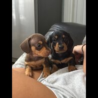 Dachshund (Standard &amp; Miniature) - Both