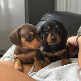 Dachshund (Standard &amp; Miniature) - Both