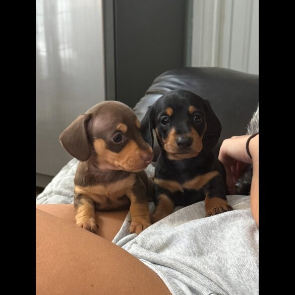 Dachshund (Standard &amp; Miniature) - Both