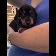 Dachshund (Standard &amp; Miniature) - Both