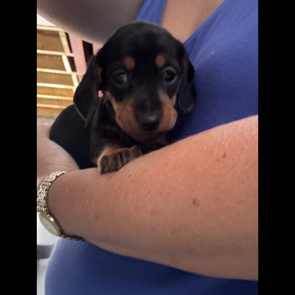Dachshund (Standard &amp; Miniature) - Both