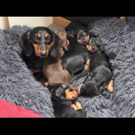 Dachshund (Standard &amp; Miniature) - Both