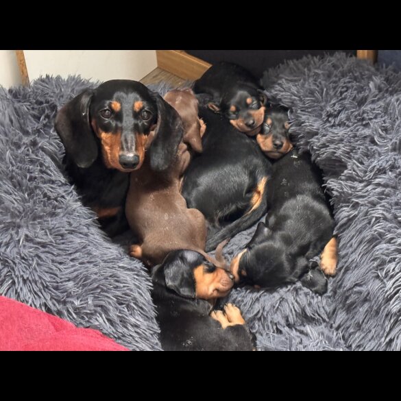 Dachshund (Standard &amp; Miniature) - Both