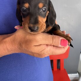 Dachshund (Standard &amp; Miniature) - Both