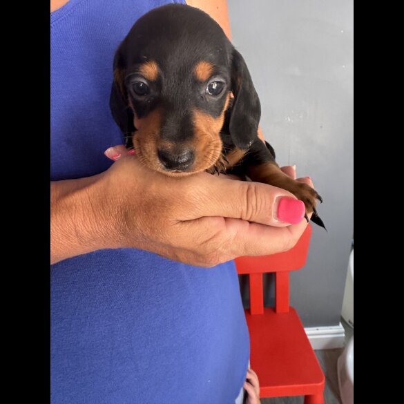 Dachshund (Standard &amp; Miniature) - Both