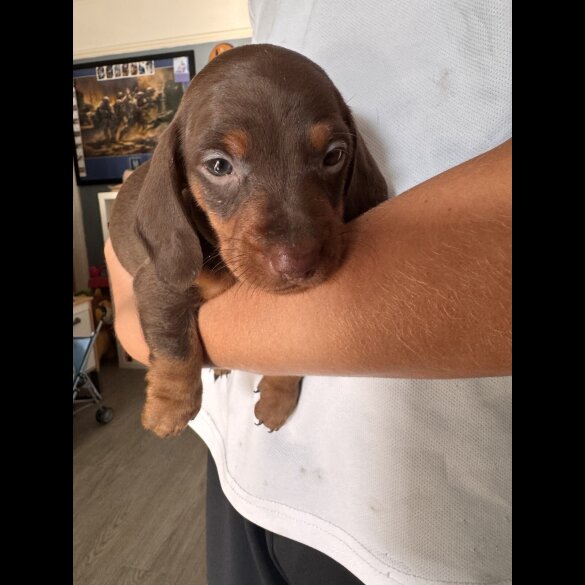 Dachshund (Standard &amp; Miniature) - Both