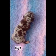 Dachshund (Standard &amp; Miniature) - Both
