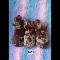 Dachshund (Standard &amp; Miniature) - Both