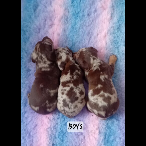 Dachshund (Standard &amp; Miniature) - Both