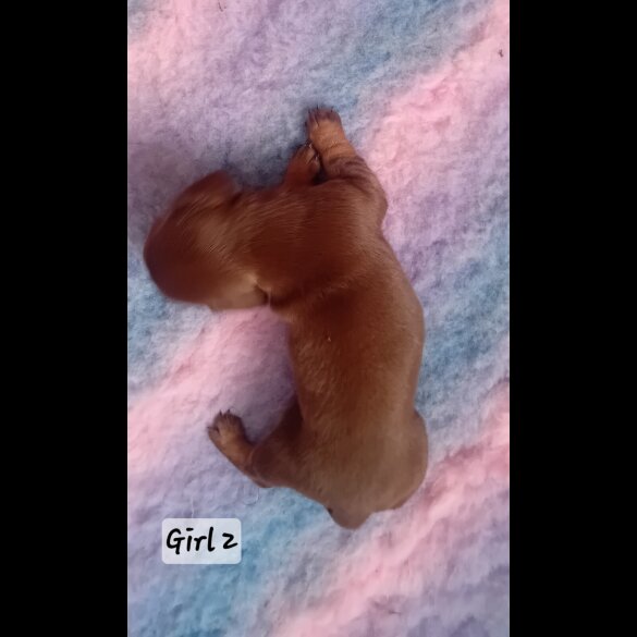 Dachshund (Standard &amp; Miniature) - Both