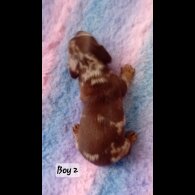 Dachshund (Standard &amp; Miniature) - Both