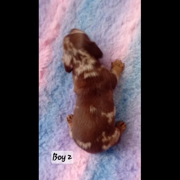 Dachshund (Standard &amp; Miniature) - Both
