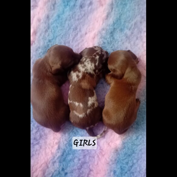 Dachshund (Standard &amp; Miniature) - Both
